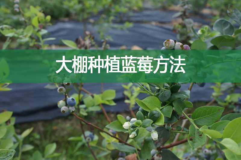 大棚種植藍(lán)莓方法