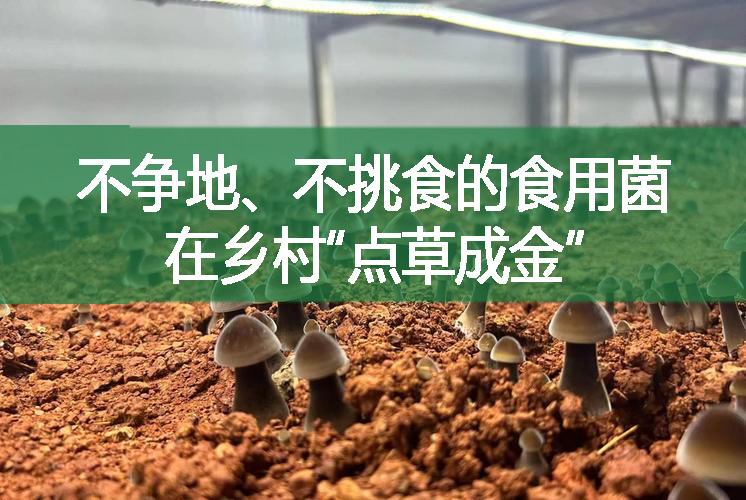 不爭地、不挑食的食用菌在鄉村“點草成金”