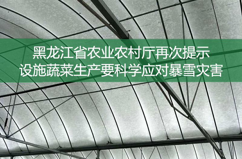 黑龍江省農業農村廳再次提示——設施蔬菜生產要科學應對暴雪災害