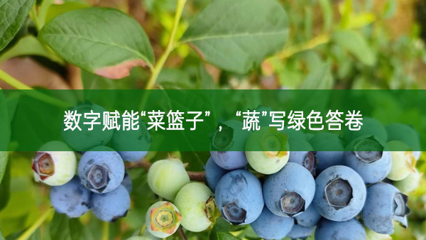 數(shù)字賦能“菜籃子” ，“蔬”寫綠色答卷