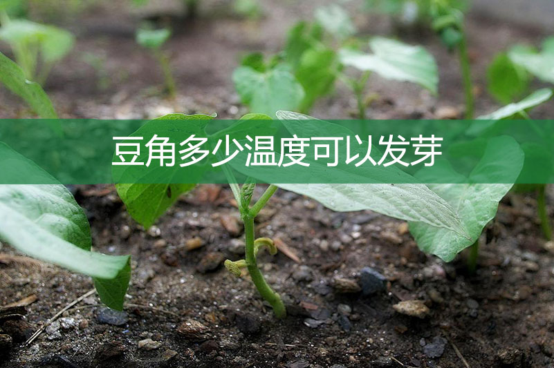 豆角多少溫度可以發(fā)芽?