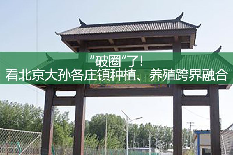 “破圈”了!看北京大孫各莊鎮種植、養殖跨界融合