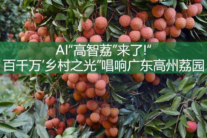 AI“高智荔”來了!“‘百千萬’鄉村之光”唱響廣東高州荔園