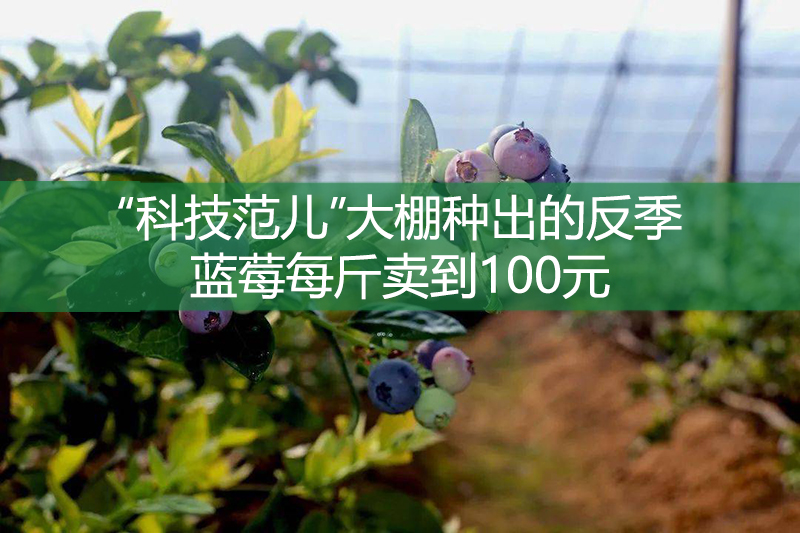 “科技范兒”大棚種出的反季藍莓每斤賣到100元