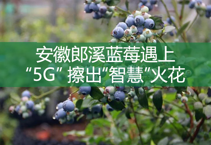 安徽郎溪藍莓遇上“5G” 擦出“智慧”火花