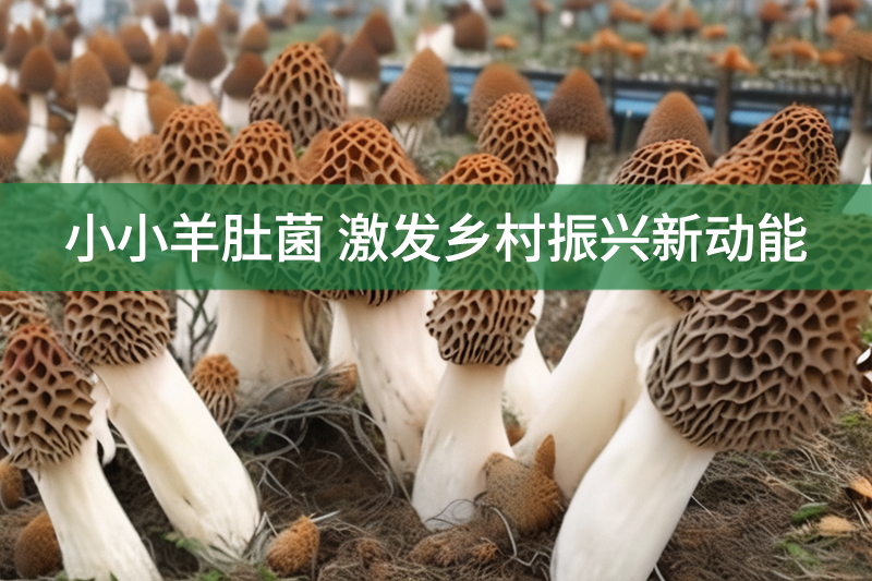 小小羊肚菌 激發鄉村振興新動能