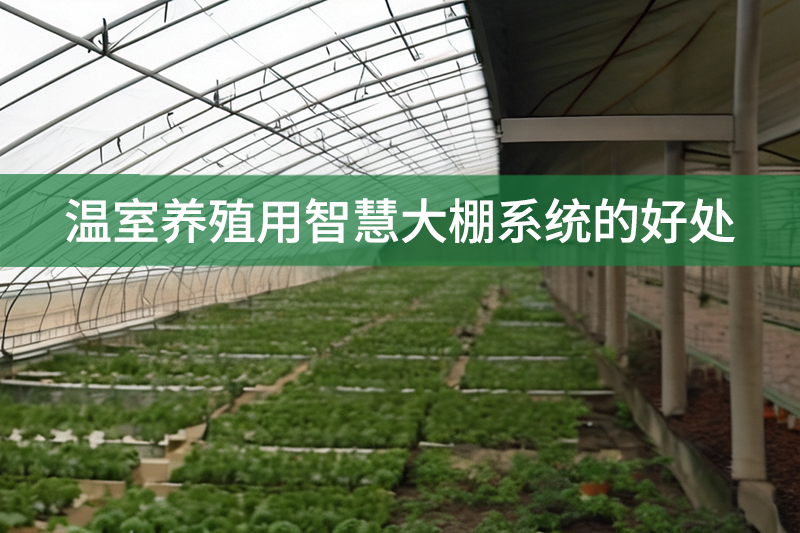 溫室養殖用智慧大棚系統的好處
