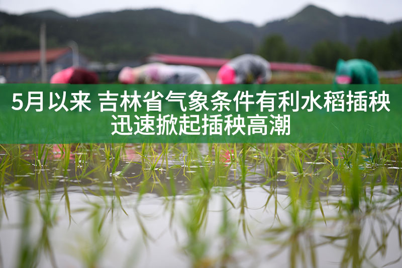 5月以來(lái) 吉林省氣象條件有利水稻插秧 迅速掀起插秧高潮