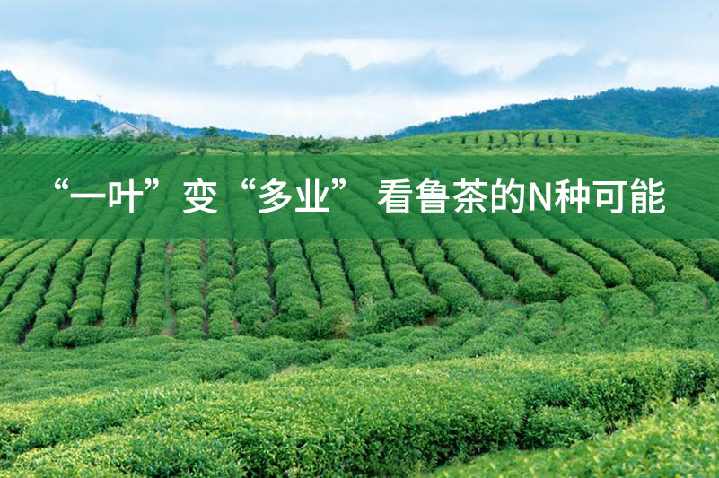 “一葉”變“多業”，看魯茶的N種可能