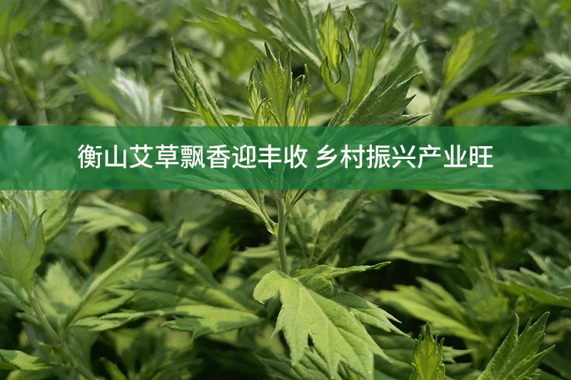 衡山艾草飄香迎豐收 鄉村振興產業旺