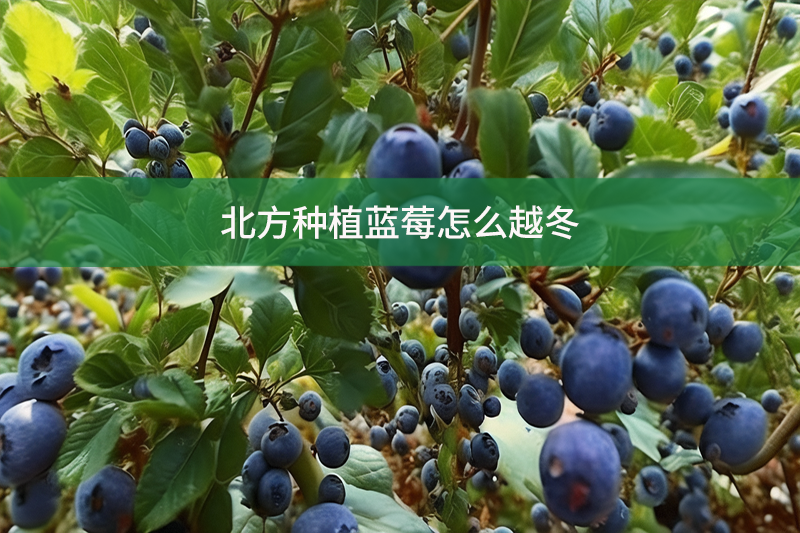 北方種植藍莓怎么越冬