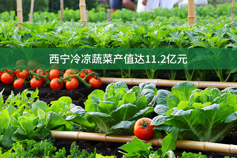 西寧冷涼蔬菜產值達11.2億元